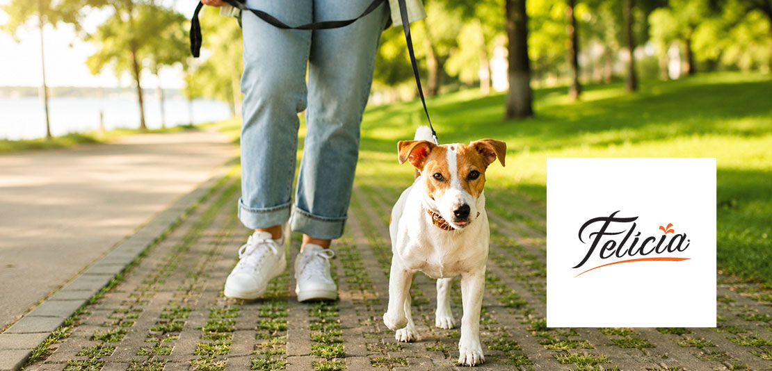 Felicia Pet — 15% Dcto. — Scotiabank